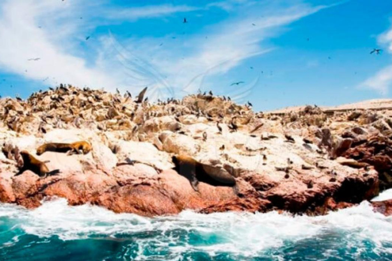 Tour di un giorno a Huacachina e Paracas