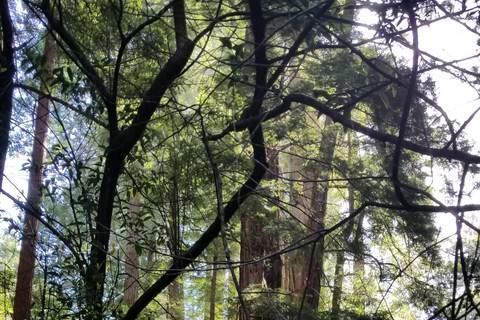 San Francisco: Muir Woods and Sausalito Entry Fee Included