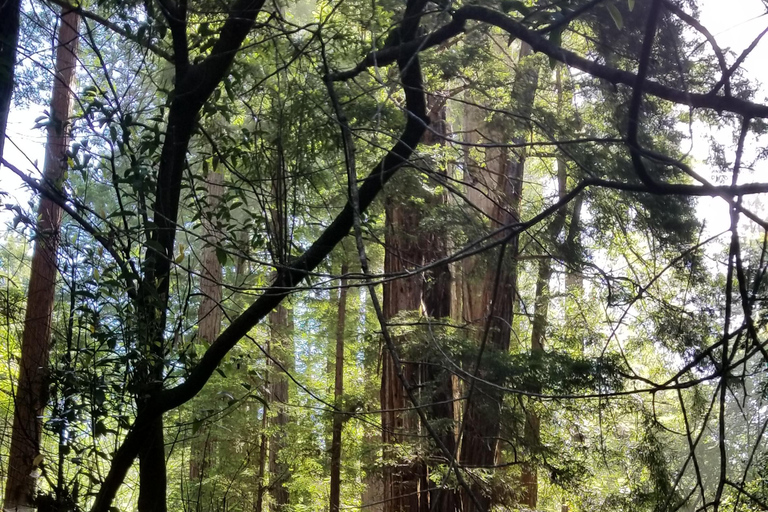 San Francisco: Muir Woods and Sausalito Entry Fee Included