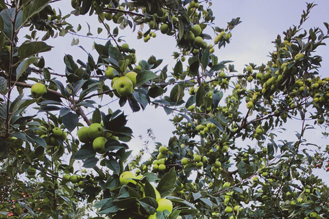 Calvados: the art of making Coquerel Calvados and Normindia Gin