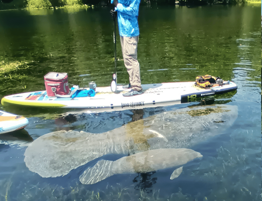 Silver Springs Manatees And Monkeys Clear Kayak Guided Tour GetYourGuide