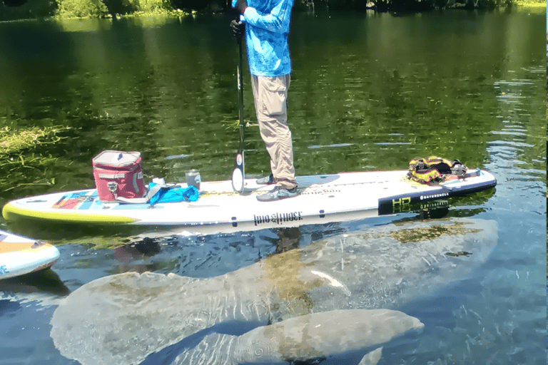 Silver Springs: Manatees and Monkeys Clear Kayak Guided Tour