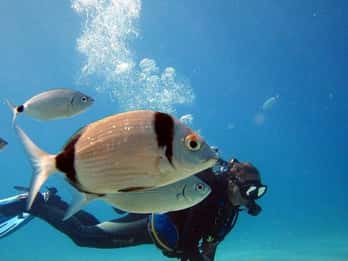 Oludeniz Half Day Scuba Diving Program