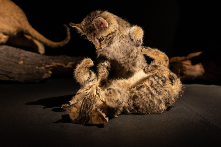 Natural History Museum LA: Entry + Fierce! The Story of Cats Fierce! The Story of Cats Special Exhibition - Weekends