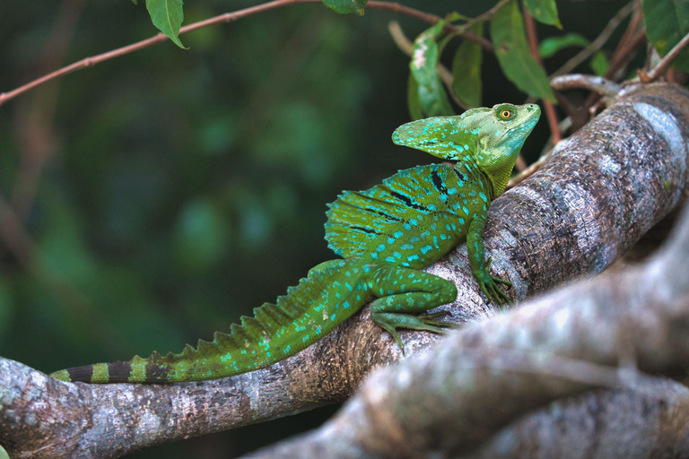 Tortuguero: Wycieczka kajakowa