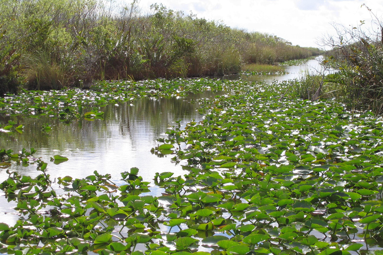 Miami: Everglades Airboat and Wildlife Reserve