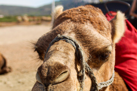 Hercules Caves & Cap Spartel Panoramic Tour with Camel Ride Tangier: Hercules Caves and Cap Spartel Panoramic Tour