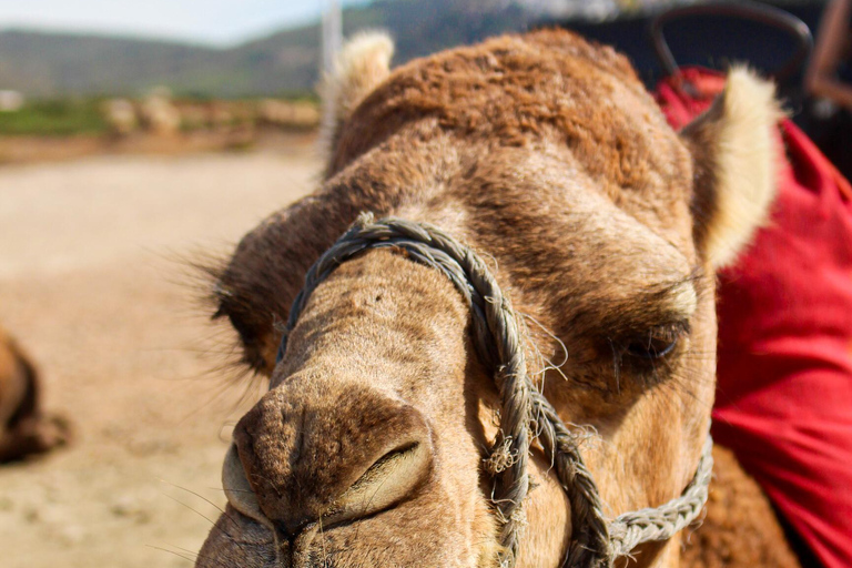 Hercules Caves & Cap Spartel Panoramic Tour with Camel Ride Tangier: Hercules Caves and Cap Spartel Panoramic Tour