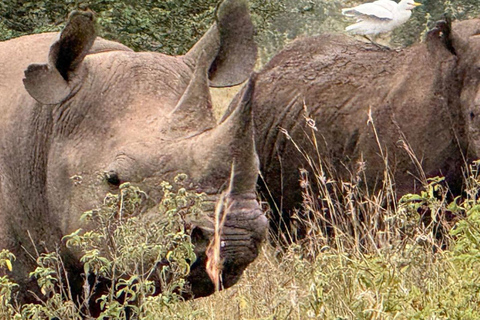 Nairobi National Park Evening Game Drive & sundowner Nairobi National Park Evening Game Drive & sundowner - VAN