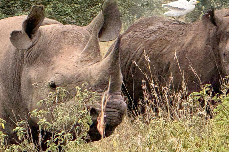 Nairobi National Park Evening Game Drive & sundowner Nairobi National Park Evening Game Drive & sundowner - VAN