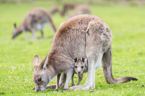 Da Melbourne ad Adelaide: tour esplorativo di 2 giorni via terraCamera singola privata