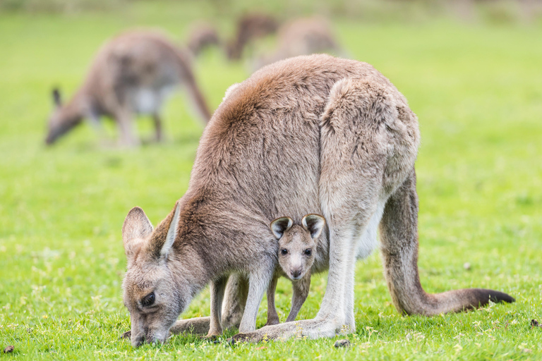 De Melbourne a Adelaida: Excursión por tierra de 2 díasDormitorio compartido