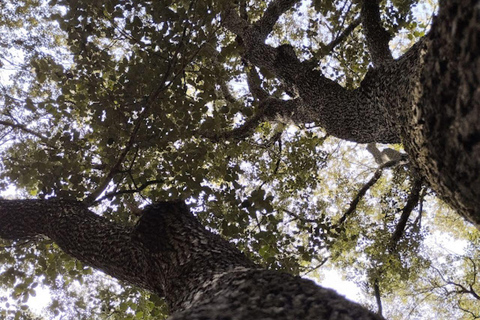 baño de bosque / bany de forêt