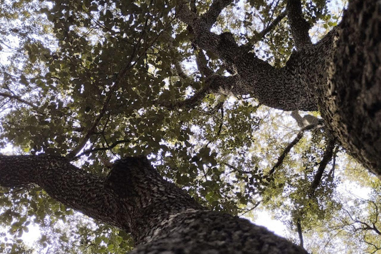 baño de bosque / bany de forêt