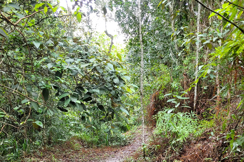 JUATINGA: 4-tägige Tour ATLANTISCHER WALD und STRÄNDE - PARATY - RIO DE JANEIRO