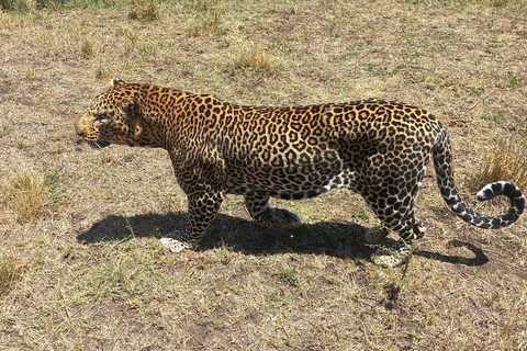 Safari economico di 6 giorni a Masai Mara, Lago Nakuru e Amboseli.