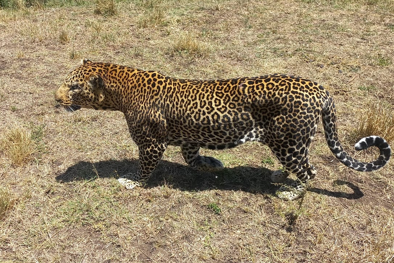 Safari economico di 6 giorni a Masai Mara, Lago Nakuru e Amboseli.