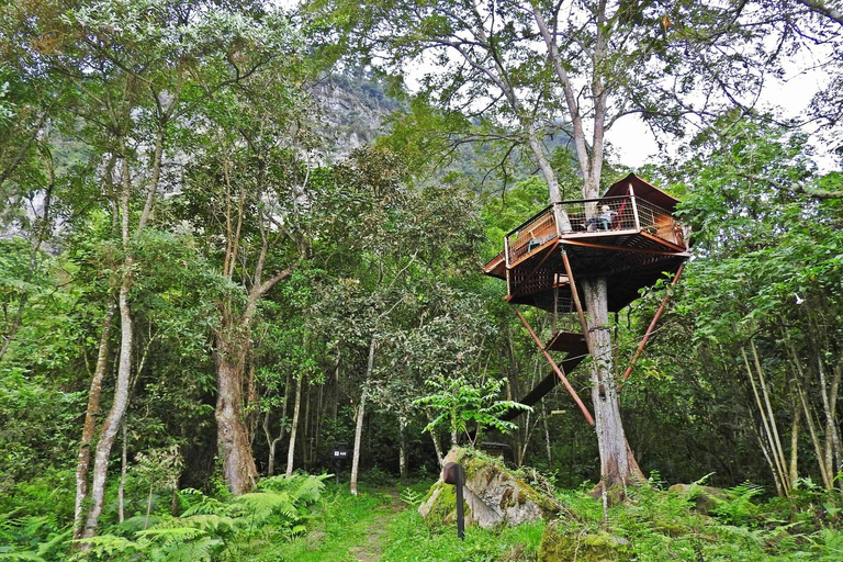 Bogota: Explore the forest and bird watching at Chicaque Natural Park