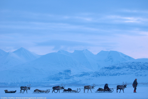 Luleå: Reindeer Sled Ride and Northern Lights Tour