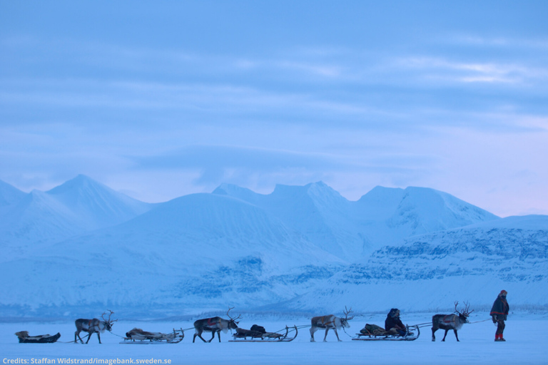 Luleå: Reindeer Sled Ride and Northern Lights Tour