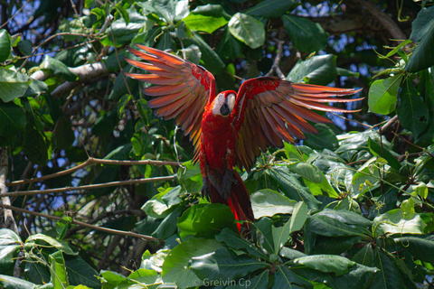 Park Narodowy Corcovado, stacja San Pedrillo, 1-dniowa wycieczka piesza