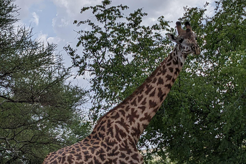 Nairobi: Sunrise Safari, Breakfast, and City Walk