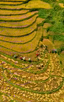 2-day Sapa ethnic homestay experiences - Housity