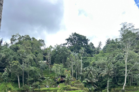 Ubud: Private Half-Day Tour Rice Terrace, Temple & Waterfall Private Ubud Half-Day Tour (Without Entrance Ticket)