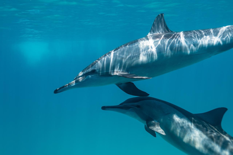 Marsa Alam: Dolphin House Adventure at Shaab Samadai Reef
