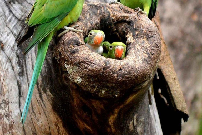 Muthurajawela Bird Watching Boat Tour & Colombo City Tour Tour from Bentota, Ahungalla, Hikkaduwa
