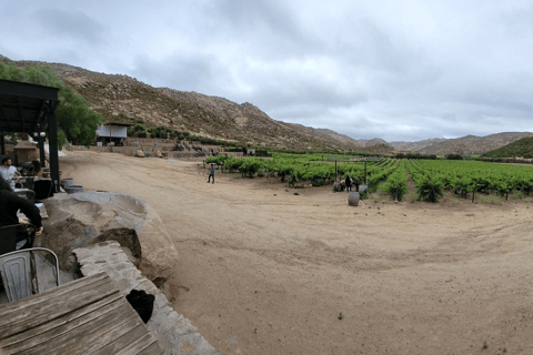 Valle de Guadalupe : Visite des vignobles avec dégustations