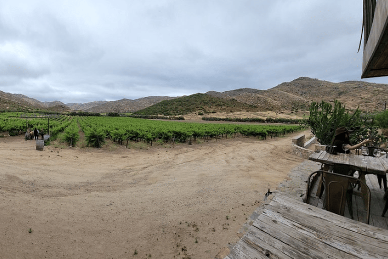 Valle de Guadalupe: Vingårdstur med provsmakningar