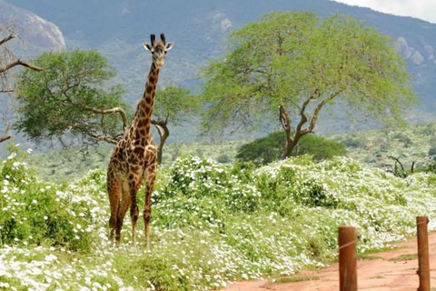 Nairobi: Half Day guided tour to Nairobi National Park