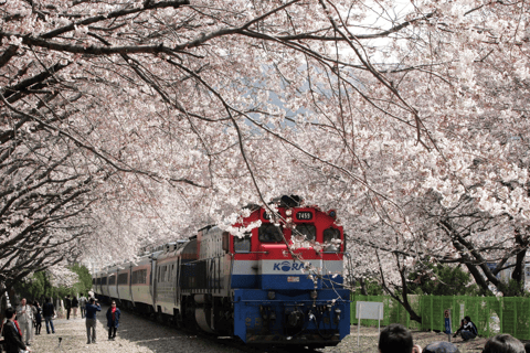 Seoul/Busan: Jinhae Cherry Blossom Festival Shuttle Bus From Seoul - Group Tour, meet at Dongdaemun (DDP)