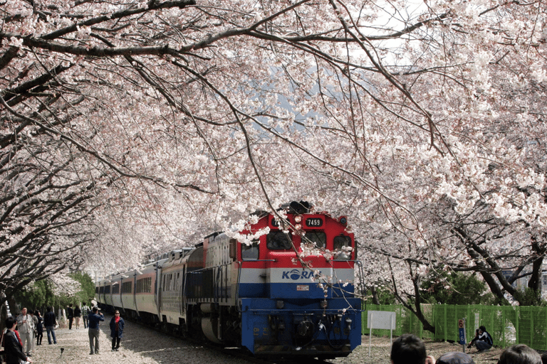 Seoul/Busan: Jinhae Cherry Blossom Festival Shuttle Bus From Seoul - Group Tour, meet at Dongdaemun (DDP)