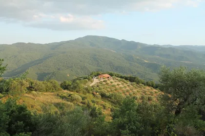 Matera: Olive Grove Tour mit Verkostung der typischen Produkte