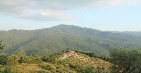 Matera: Olive Grove Tour with Typical Products Tasting