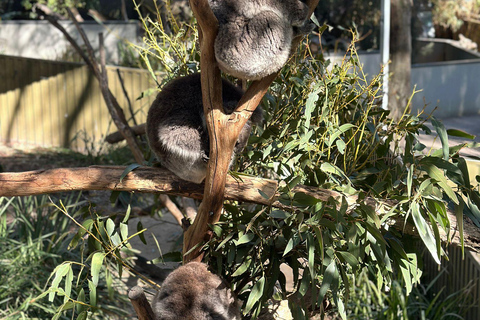 Vanuit Adelaide: Knuffel een Koala en historische Hahndorf Tour