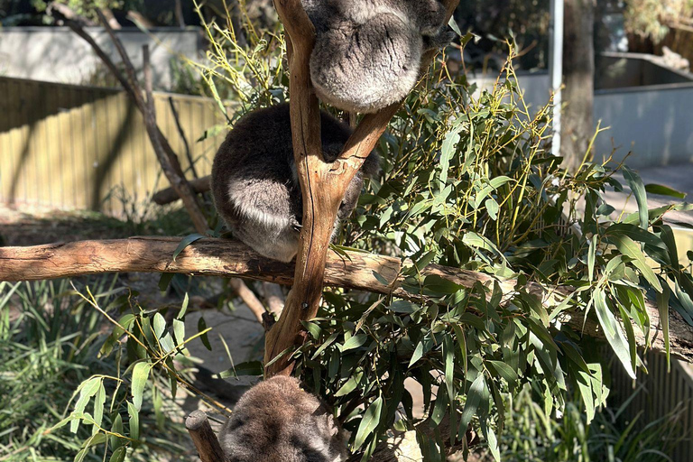 Vanuit Adelaide: Knuffel een Koala en historische Hahndorf Tour