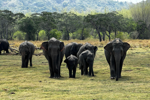 From dambulla: Sigiriya /pidurangala and Safari Day Trip