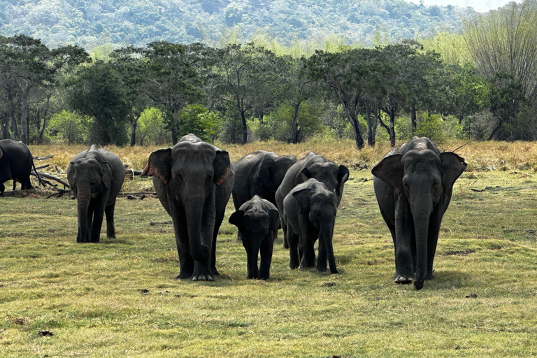 From dambulla: Sigiriya /pidurangala and Safari Day Trip