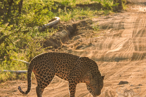 From Anuradhapura: Jungle Tour in Wilpattu From Anuradhapura: Full Day Safari Tour in Wilpattu