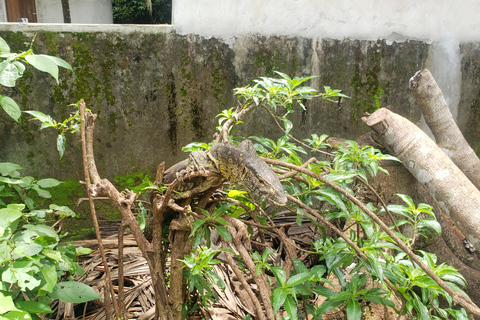Zanzibar: całodniowa wycieczka do lasu JozaniWycieczka prywatna bez odbioru z hotelu i transportu powrotnego