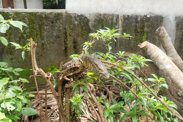 Zanzibar: całodniowa wycieczka do lasu JozaniWycieczka prywatna bez odbioru z hotelu i transportu powrotnego