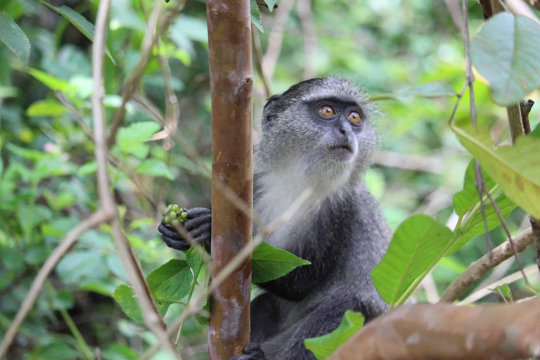 Zanzibar: Guidad tur i Jozani-skogen och Kuza-grottan