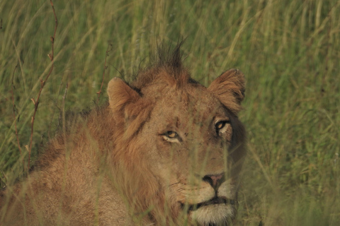 Budget Kruger &amp; Panorama meerdaagse tour vanuit Johannesburg5-daagse budgetreis naar Kruger &amp; Panorama