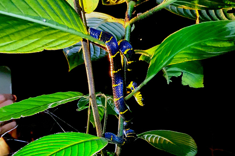 Khao Sok: Half-Day & Night Wildlife Trek and Jungle Dinner Option 6: Half-Day & Night Trek with Dinner From Khao Lak