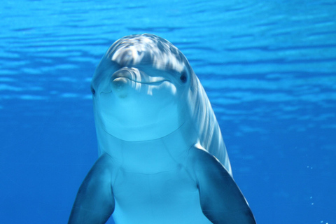 Aquarium et Playa Blanca