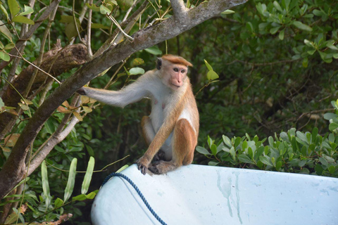 Mangrove Boat tour and watersports in Bentota Mangrove boat tour and watersports in Bentota