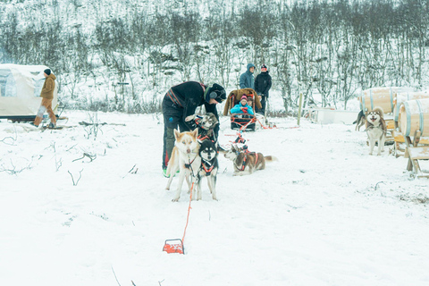 Tromsø: Dog Sledding Tour